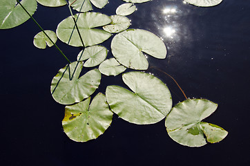 Image showing closeup lake water, lily leave sun reflection 