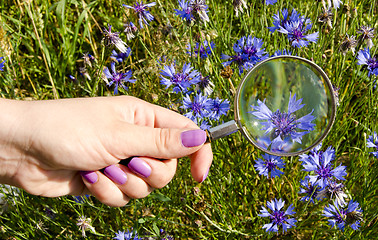 Image showing woman hand nails magnifying glass blue flower ring 