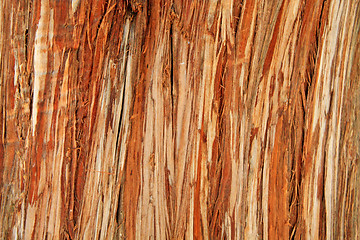 Image showing Bark