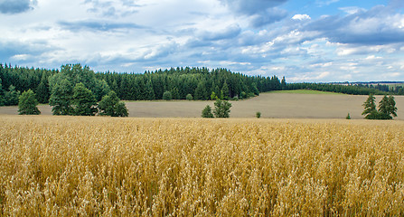 Image showing Summer landscape with field and meadow