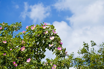 Image showing blossom of Fructus cynosbati