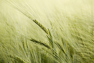 Image showing detail of organic green grains in summer time