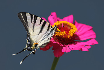 Image showing butterfly on flower