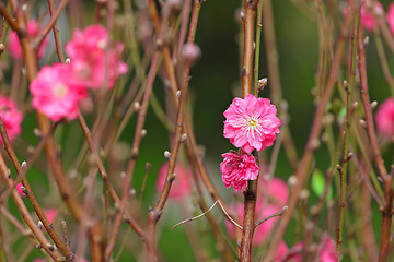 Image showing peach blossom , decoration flower for chinese new year