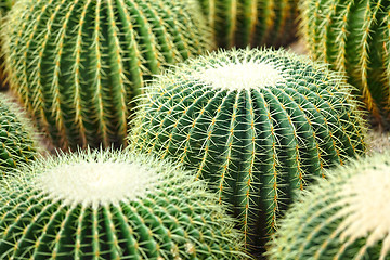 Image showing cactus