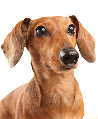 Image showing dachshund dog