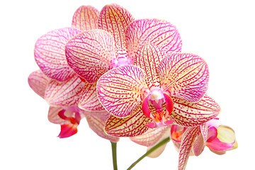 Image showing Pink orchid on white background