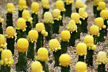 Image showing Cactus