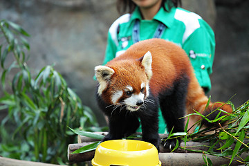 Image showing Red Panda