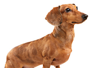 Image showing dachshund dog