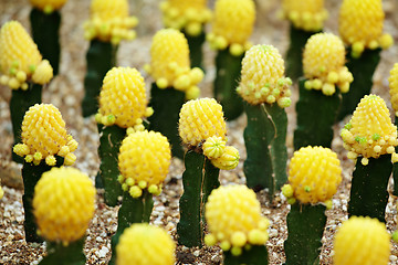 Image showing Cactus