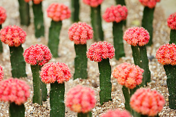 Image showing Cactus