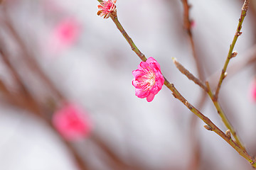 Image showing peach blossom , decoration flower for chinese new year