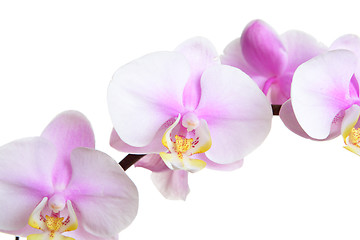 Image showing orchid flower on white