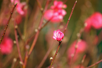 Image showing peach blossom , decoration flower for chinese new year