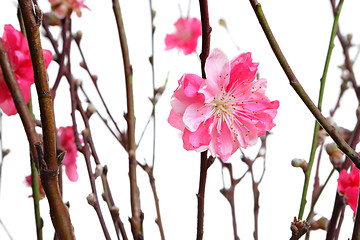 Image showing cherry blossoms for chinese new year