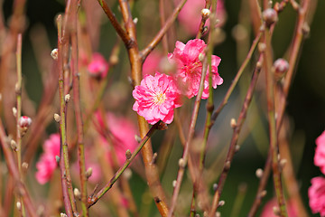 Image showing peach blossom