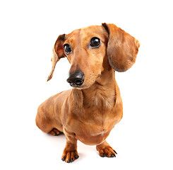 Image showing dachshund dog