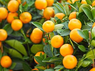 Image showing kumquat for chinese new year