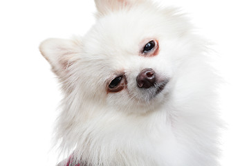 Image showing sleepy white pomeranian dog