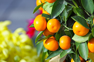 Image showing kumquat for chinese new year