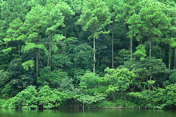 Image showing lake with green tree