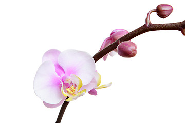 Image showing Orchid flower on white background