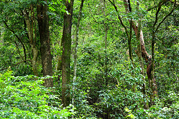 Image showing jungle plants