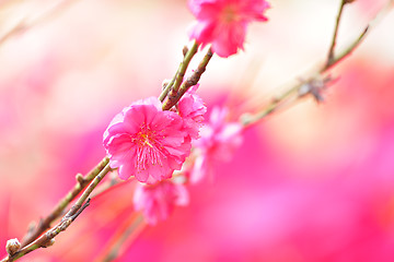 Image showing peach blossom , decoration flower for chinese new year