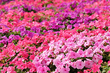 Image showing flower field