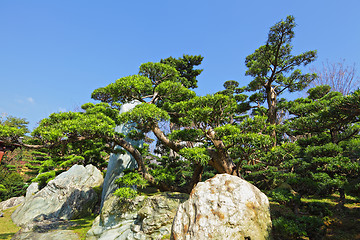 Image showing chinese garden plant