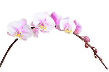 Image showing Orchid flower