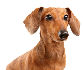 Image showing dachshund dog