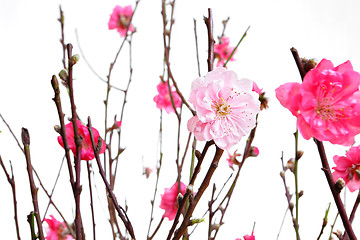 Image showing cherry blossoms for chinese new year
