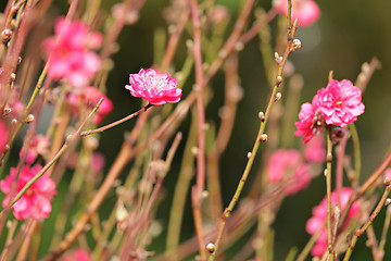 Image showing peach blossom , decoration flower for chinese new year
