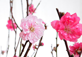 Image showing cherry blossoms for chinese new year