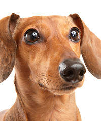 Image showing dachshund dog