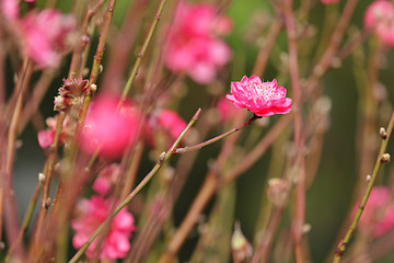 Image showing peach blossom , decoration flower for chinese new year