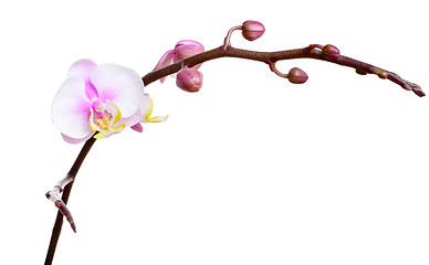 Image showing Orchid flower on white background