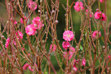 Image showing peach blossom