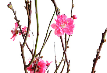 Image showing cherry blossoms for chinese new year