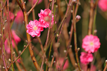 Image showing peach blossom , decoration flower for chinese new year