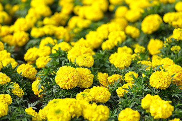 Image showing flower field