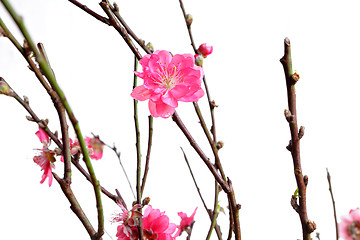 Image showing cherry blossoms for chinese new year