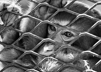 Image showing sad monkey in cage