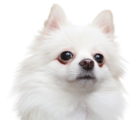 Image showing white pomeranian spitz dog