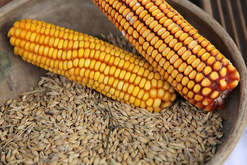 Image showing Maize cobs