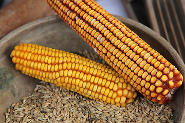 Image showing Maize cobs