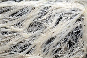 Image showing White roots close up background