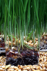 Image showing Growth wheat